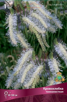 Кровохлёбка туполистная, C1,5