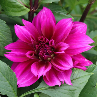 Георгин декоративный Томас Эдисон