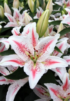 Лилия Восточная Ла-Рошель