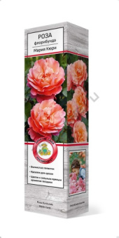 rosa_floribunda_mary_kury_3D