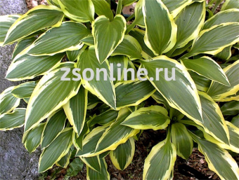 Изображение загружено обработкой по данным файла Excel