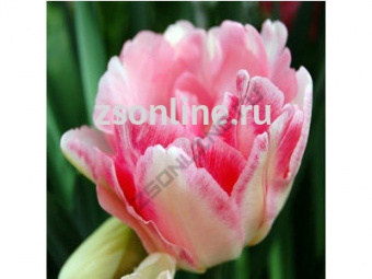 НоменклатураПрисоединенныеФайлы