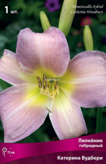 Изображение загружено обработкой по данным файла Excel