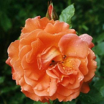 Роза парковая Копе Кап