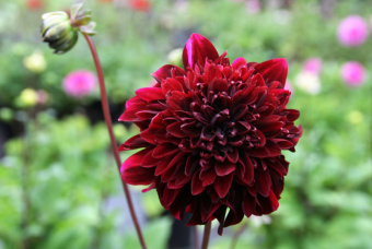 Георгин Anemone 71514,1шт