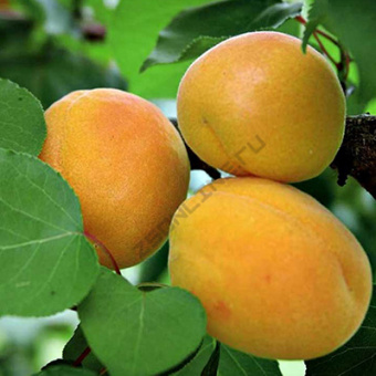 Дерево-сад Абрикос/3 сорта/Жигулевский сувенир х Триумф северный х Чемпион Севера/С