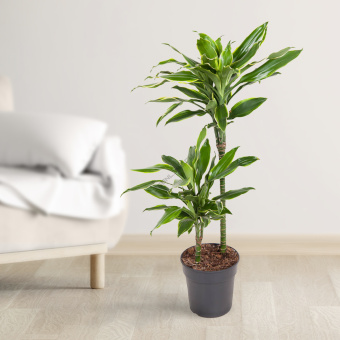 Драцена Голд Коаст 2 ств 19/100 см