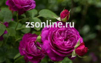 Изображение загружено обработкой по данным файла Excel