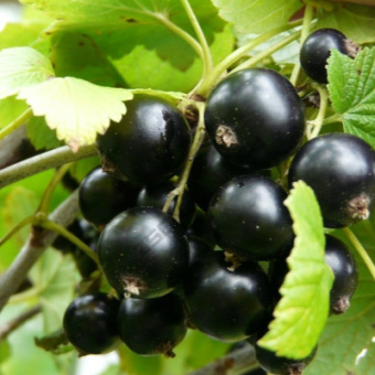 chernyj-zhemchug-1