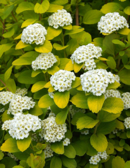 1638128016_4-pro-dachnikov-com-p-spireya-berezolistnaya-tor-foto-4