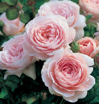 Роза английская Куин оф Свиден С12,5