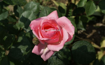 Изображение загружено обработкой по данным файла Excel