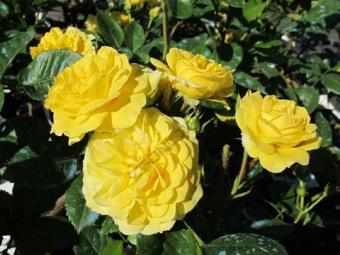 Роза флорибунда Еллоу Мейлав