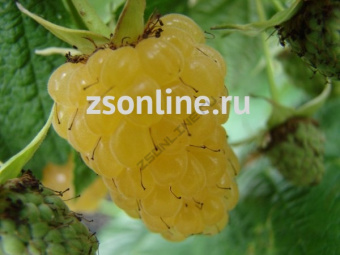 Изображение загружено обработкой по данным файла Excel