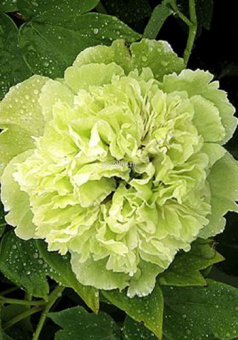 Изображение загружено обработкой по данным файла Excel