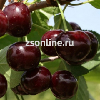 Изображение загружено обработкой по данным файла Excel