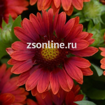 Изображение загружено обработкой по данным файла Excel