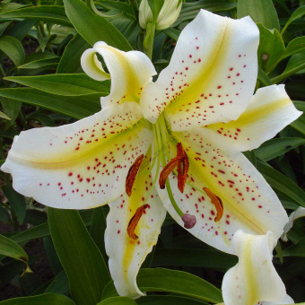 Лилия Восточная Ауратум Голд Бенд