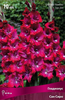 Гладиолус San Siro (Bambino) ( 10 шт)