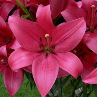 Лилия ЛА-Гибрид Салпайс