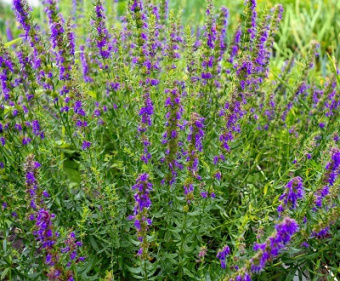 Иссоп лекарственный Аметист/К