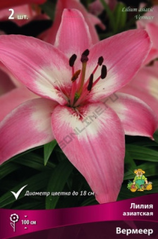 Лилия азиатская Вермеер 12-14/К 3шт