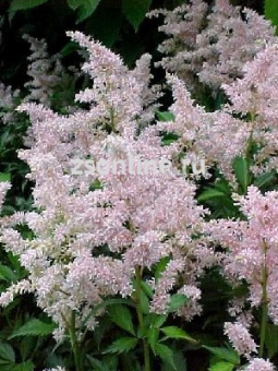 Изображение загружено обработкой по данным файла Excel