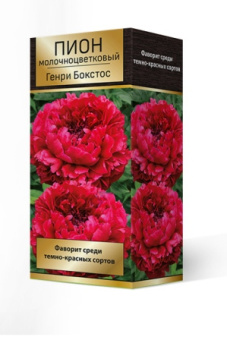 pion_moloch_genry_boxtos_3D