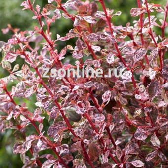 НоменклатураПрисоединенныеФайлы