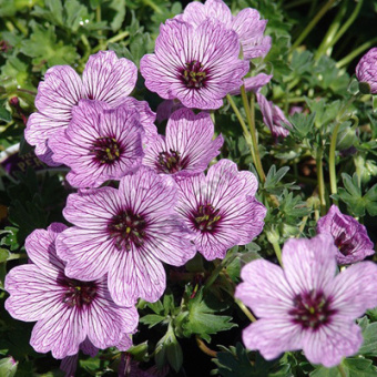 Герань пепельная V1,5л