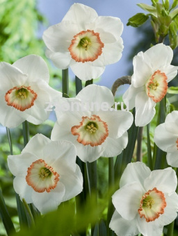 Изображение загружено обработкой по данным файла Excel