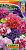 Петуния Глориоза F1 крупноцветковая махровая, смесь сортов, Драже, 10шт (Аэлита)