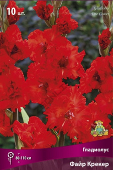 Гладиолус Файр Крекер 10шт