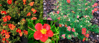 Лапчатка кустарниковая Ред Робин