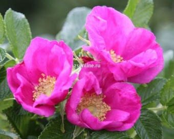 Изображение загружено обработкой по данным файла Excel