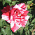 Роза чайно-гибридная Имэджин V 4 л М*