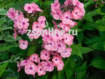 Изображение загружено обработкой по данным файла Excel