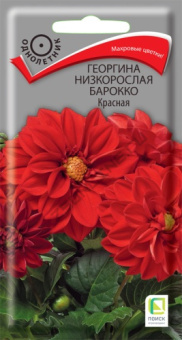 georgina_nizkorosl_barokko_krasnaya