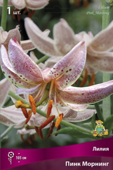 liliya_vidov_pink_morning_kaper