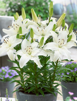 Лилия азиатская Нью Вейв