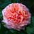 Роза английская Луи Клементс C 7, 30-40 см