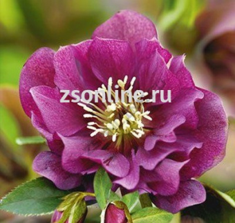 Изображение загружено обработкой по данным файла Excel