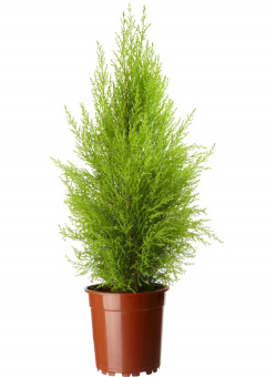 Купрессус, в горшке, 10-40 см