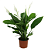 Спатифиллум D15см H60 см