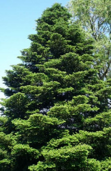 abies_koreana-1