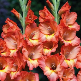 Гладиолус Алгарве