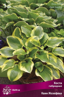 Хоста гибридная Квин Жозефина (листья глянцевые, гладкие, изумрудно-зелёные) 1 шт
