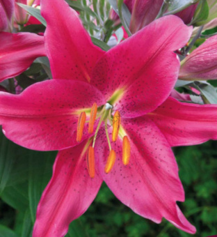 Лилия Восточная Коммитмент