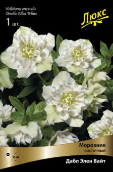 Морозник восточный Дабл Элен Вайт (белый, махровый, крупный, 1шт, I)