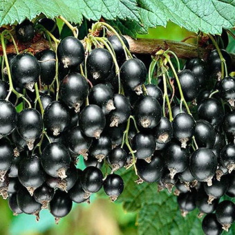 Смородина черная Талисман/ЦКор